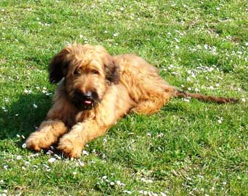 Briard Ozzy Pirate Moravia Campanella