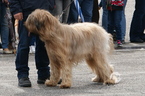 Briard