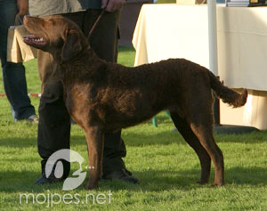 Chesapeake Bay Retriever