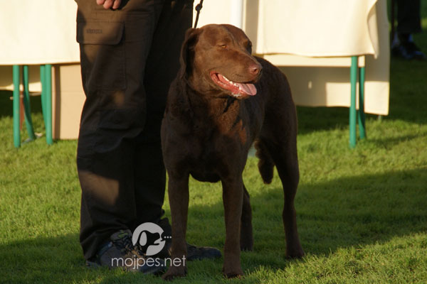 Chesapeake Bay Retriever