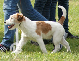 Jack Russell terier