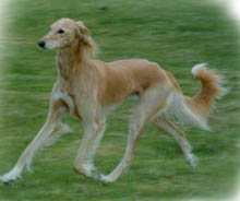 Saluki